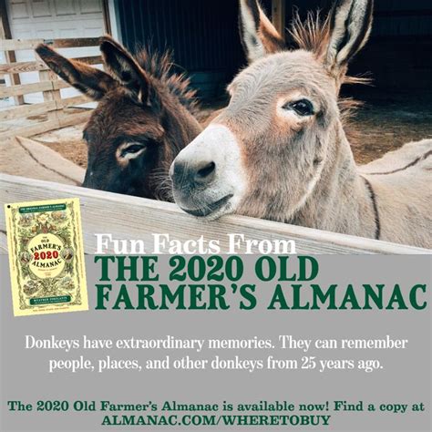 Where To Buy The Old Farmers Almanac Old Farmers Almanac Farmers