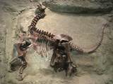 Images of Dinosaur Fossil Facts