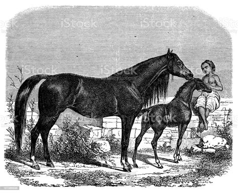 Antique Illustration Of Arab Horse Stock Illustration Download Image