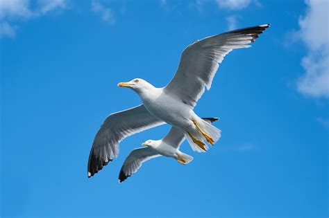 Seagull Bird Beautiful Free Photo On Pixabay Pixabay