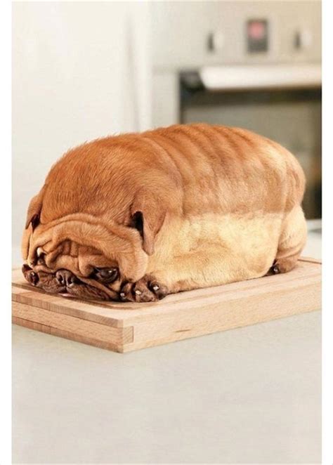 Pug Dog Loaf Of Bread Dump A Day