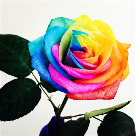 Free Stock Photo Of Bright Colours Flower Multi Coloured