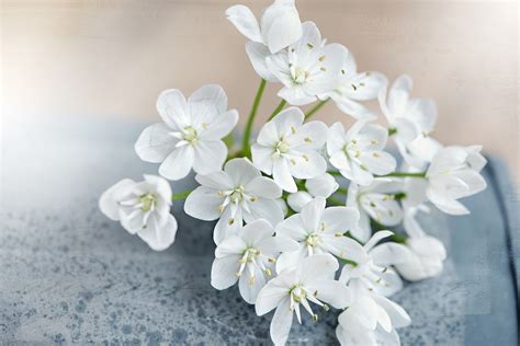 Flower Flowers White Free Photo On Pixabay