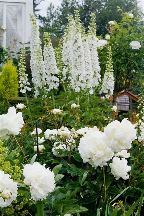 We did not find results for: A vignette of white delphinium stalks, peonies, and roses ...