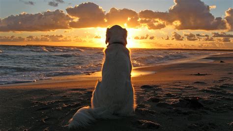 Animals Waves Sand Clouds Dog Sunset Beach Wallpapers Hd