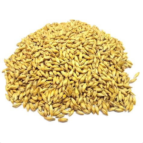 Barley Maltmalting Barleymalting Barley Productexportersupplier
