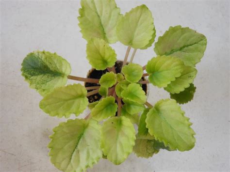 My african violets leaves recently started losing their color/turning brown and i'm not sure what is happening. Yellow African Violet - For Sale Classifieds