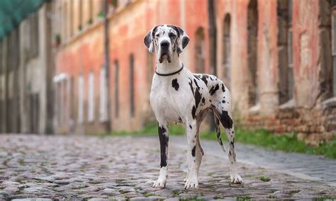 Great Dane Breed Characteristics Care And Photos Bechewy