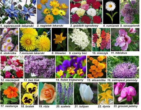 Lista Popularnych Kwiatów Jadalnych Kwiaty Ozdobne Aksamitki Na
