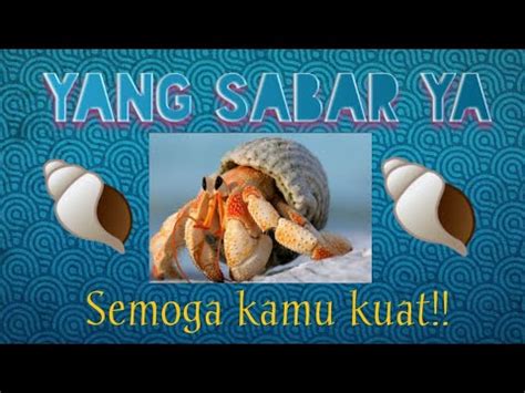 This page provides all possible translations of the word umang in the english language. Keong laut | umang umang | - 3 - YouTube