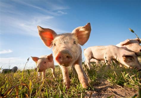 Lab Grown Lungs Transplanted Into Pigs The Scientist Magazine