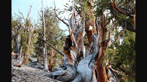 Ancient Bristlecone Pine Trees Youtube