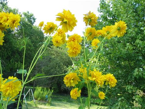 Sophia Moms Diary Tall Yellow Perennial Flowers Identification