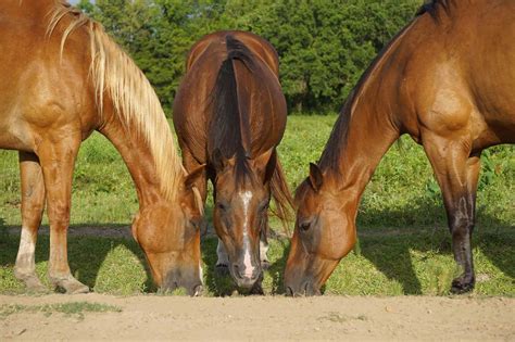 Daily Diet, Treats And Supplements For Horses: The Basics - The Open ...