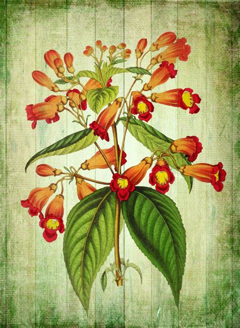 Vintage Flower Art Illustration Free Stock Photo Public Domain Pictures