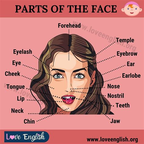 Parts Of The Face Body Name Learn English Face