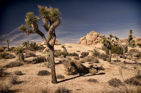 Joshua Tree And The Mojave Desert