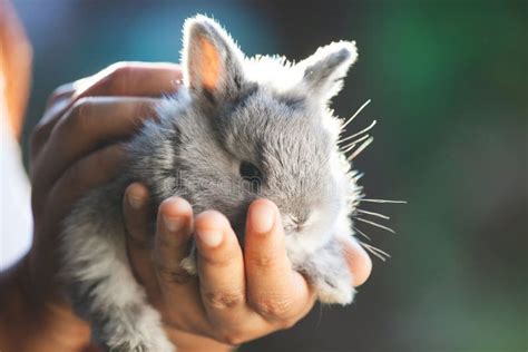 Cute Little Bunny Rabbit In Hands Stock Image Image Of Holding