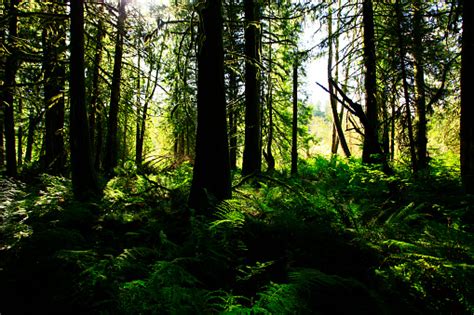 Pacific Northwest Forest Stock Photo Download Image Now Istock