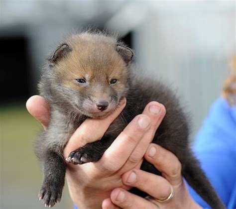 Fidget The Orphaned Aberdeenshire Fox Cub Finds New Home For Re Wilding