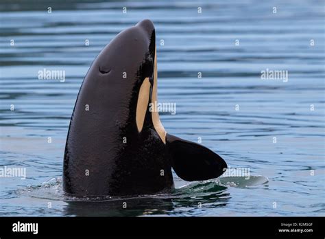 Northern Resident Killer Whale Baby Orcinus Orca Spy Hopping Near