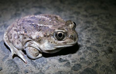 Great Basin Spadefoot Toad Spea Intermontana In Crook Co Or These