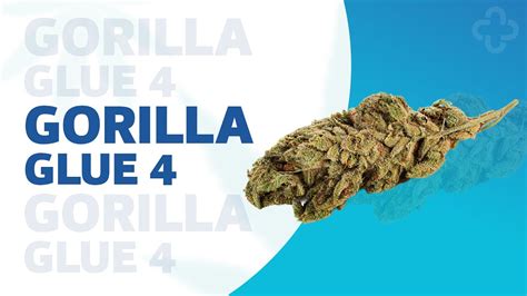 Gorilla Glue 4 Strainview Youtube