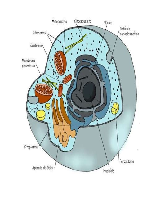 Dibujo De La Celula Eucariota Con Sus Partes Compartir Celular Images