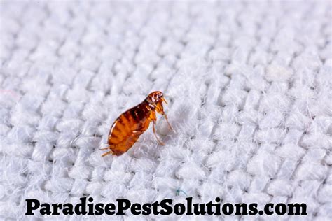 How To Get Rid Of Fleas In Carpet