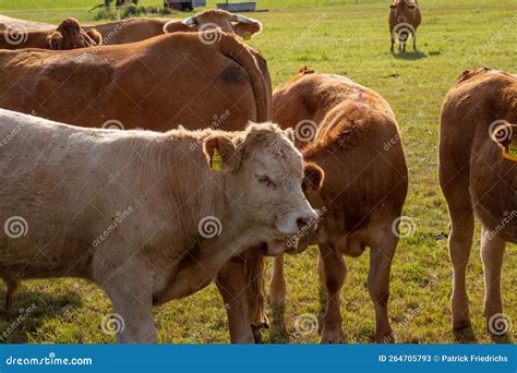 Brown Cows On A Meadow In September Stock Image Image Of Nature