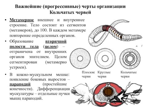 Курс зоологии (тип кольчатые черви)