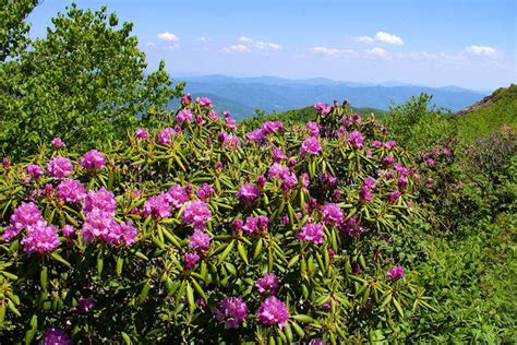 Take A Wildflower Pilgrimage Across Western North Carolina Wlos