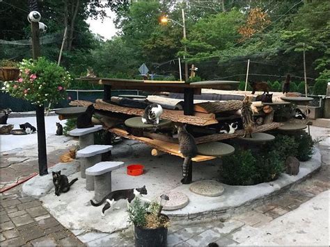 This Man Turned His Long Island Home Into A Sanctuary For 300 Cats