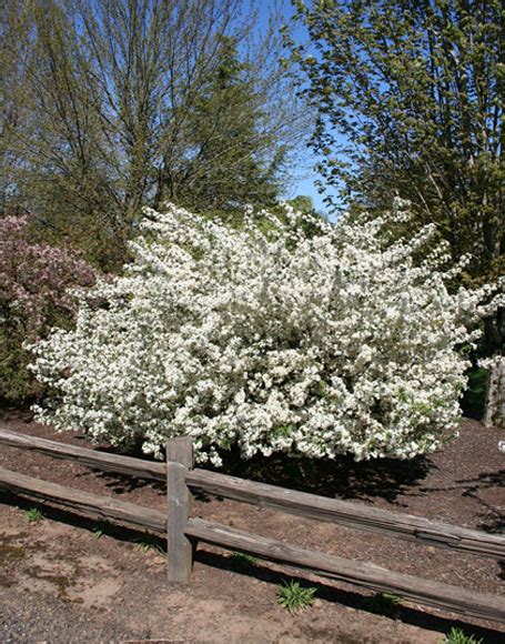 Malus Sargentii Multi Stem Moon Nurseries