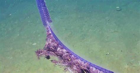 Rare Purple Sea Creature Captured On Film Modern Fix