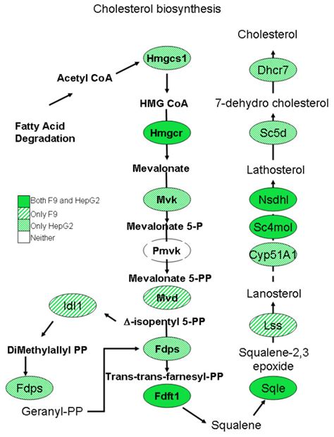 Map Of Cholesterol Biosynthesis Tsa Down Regulates 9 Of 15 Genes In