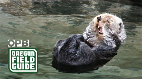 Will Sea Otters Ever Return To Oregon Oregon Field Guide Youtube