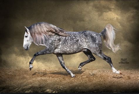 Lusitano Stallion Trotting Dappled Lusitano Horse Lusitano Stallion