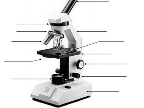 Unlabeled Microscope Diagram Clipart Best Clipart Best Gambaran