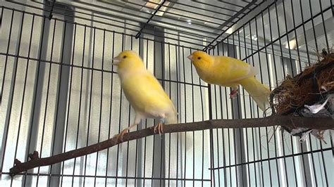 Canary Breeding Pair 2015 Youtube