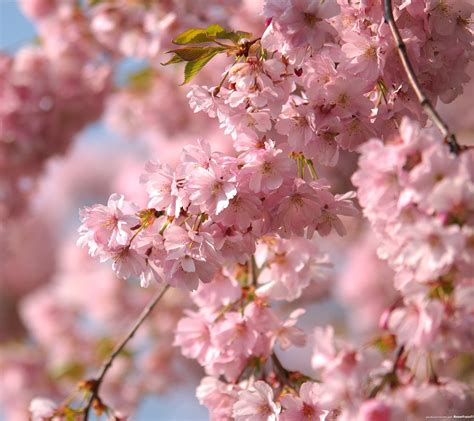 Wallpaper Food Flowers Branch Fruit Cherry Blossom Pink Spring