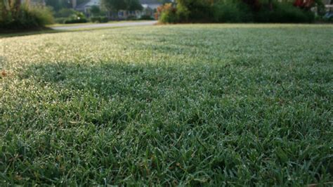 The Benefits Of Planting Bermuda Grass In Your Lawn Backyard Fanatics