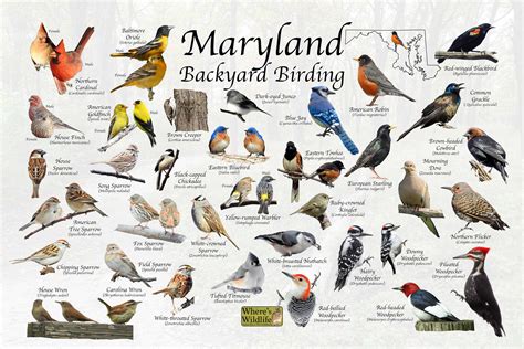Birds Of Maryland Backyard Birding Identification Picture Print Great