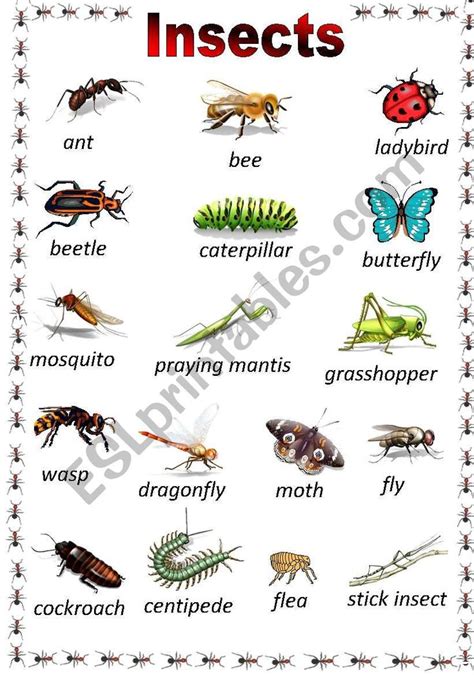 A Poster Of The Most Common Insects I Use This To Introduce The Names