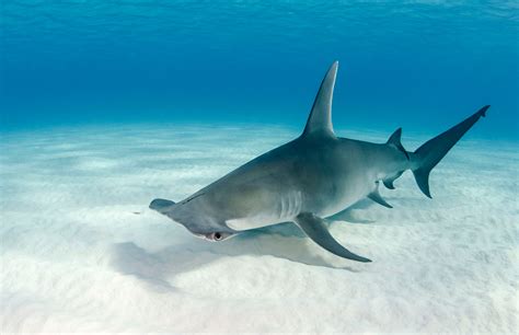 Our Top Ten Hammerhead Shark Facts Original Diving Blog