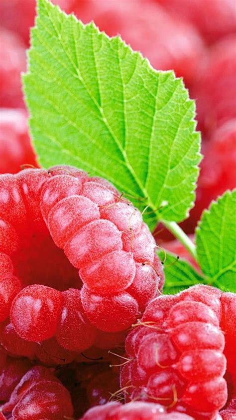 Raspberry fruit - Best htc one wallpapers, free and easy to download