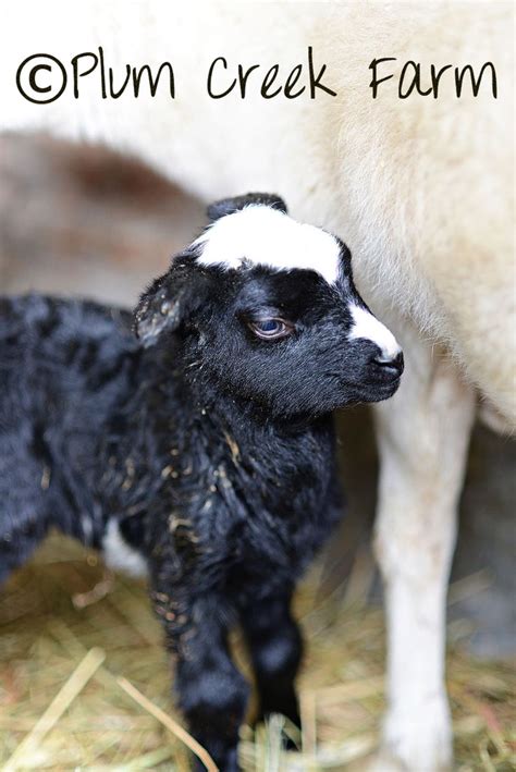 Black Baby Lambsheepkatahdin Sheepfarm Life Katahdin Sheep Sheep