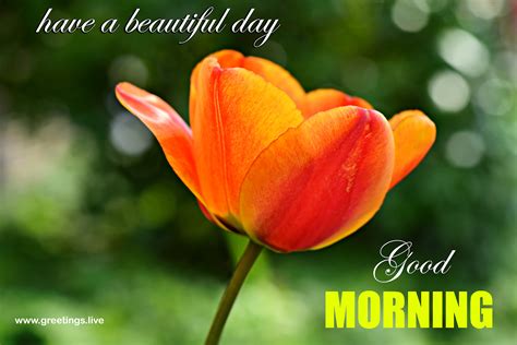 Greetings.Live*Free Daily Greetings Pictures Festival GIF Images: Good morning flower greetings ...