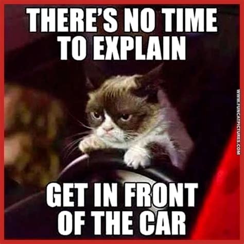 40 Very Funny Cat Meme Pictures And Images