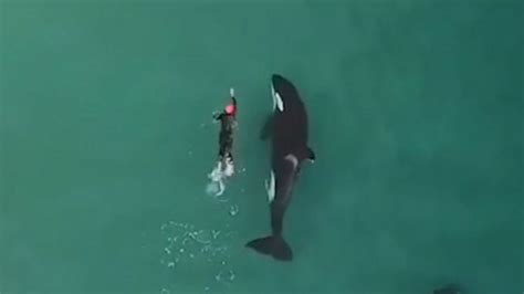 Drone Video Of Killer Whales Swimming With New Zealand Woman Gold